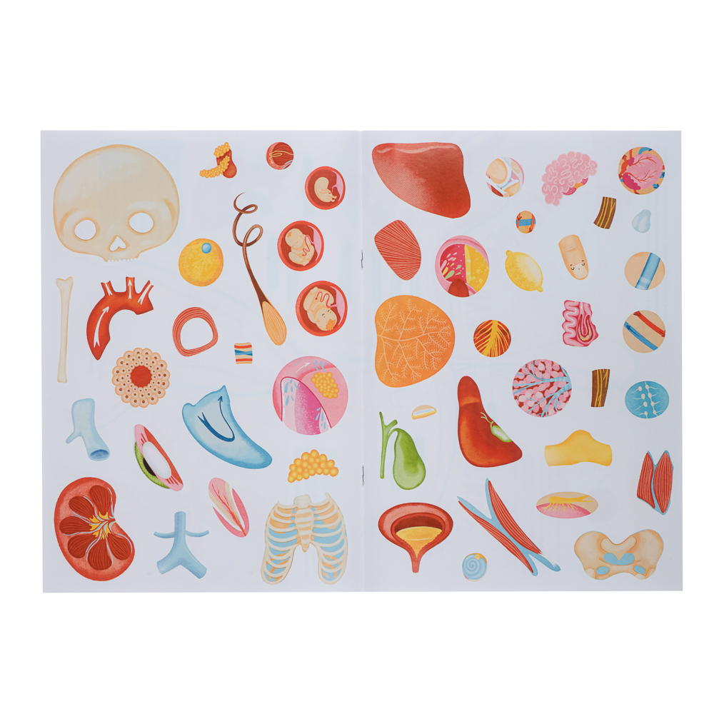 УИД Книжка с наклейками "Мое тело", бумага, 32 стр., 21х29см, арт.№ 857-165