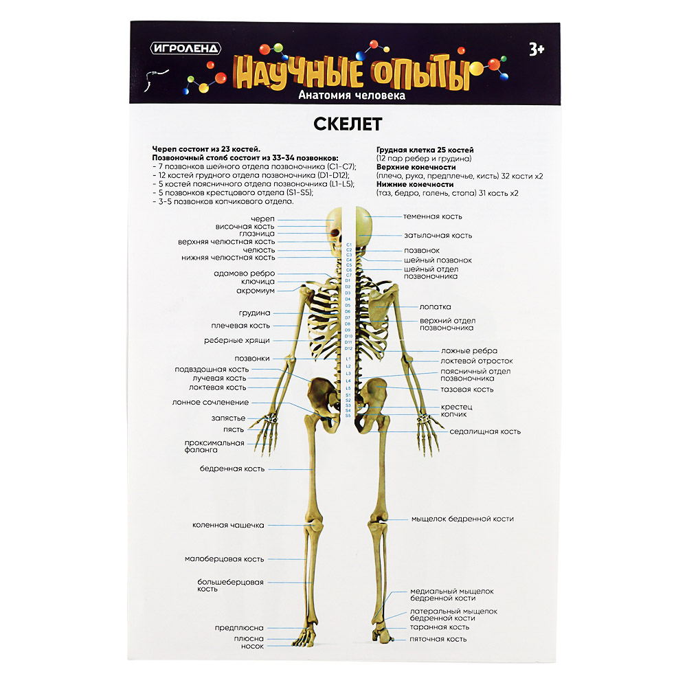 ИГРОЛЕНД Научные опыты "Анатомия человека", ABS, 22,5х16,6х6см, 3 дизайна, арт.№ 283-113
