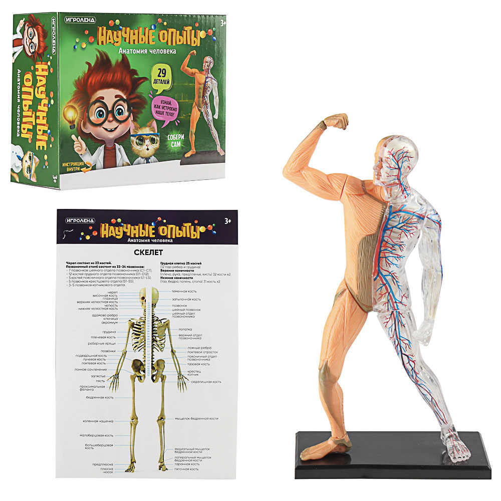 ИГРОЛЕНД Научные опыты "Анатомия человека", ABS, 22,5х16,6х6см, 3 дизайна, арт.№ 283-113